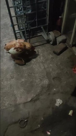 it's time for a date hen and cock love each other