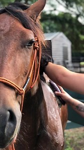 💦 Buster gets a bath! 🫧🛁 So important during these sticky summers months … yes, his health condition is slowly improving. Buster shows that he needs to be a horse and feel good about himself! #bustamove Thank you for all the your donations of support 🧡 #hwhrescue #recovery #Buster #mustang #fyp #healingjourney #joyfulmoments #horsebath #positiveenergy | Horses Without Humans Rescue Organization