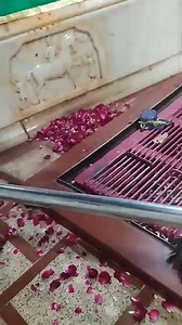 5.5K views · 1.2K reactions | goga ji | श्री गोगाजी दर्शन | Facebook