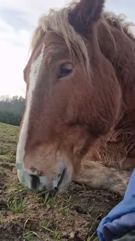 Polski system opieki nad zwierzetami nie istnieje, wsparcie dla fundacji ratujących niewielki odsetek zwierząt nie istnieje ze strony państwa. Wszystko oparte jest o ludzi dobrej woli którzy zdecydują się wesprzeć dana organizacje. Być albo nie być zależy od przebicia się w internecie, umiejętności proszenia o wsparcie. W Azylu od tego zależnych jest 128 zwierząt, w fundacji 163 zwierzęta, tyle ich mamy. Aby nowy rok nie zakonczyl się długiem koniecznym byłoby zamknąć zbiórkę azylowe o co niezmi