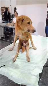 Kolla’s Road to Recovery 🐾Rescued with paralysis and involuntary urination, Kolla is now receiving treatment to ease his pain. With care and time, we’re hoping for the best. 💛Support his journey – link in bio.#RescueToRecovery #HopeForKolla #HealingWithLove | Embark
