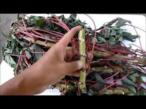 HOW TO PLANT CASSAVA STEMS