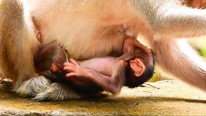 Congrats to mom Nanda had another newborn baby girl name "Nala" | Adorable Monkey