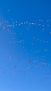 80K views · 639 reactions | TRAIL CAM TUESDAY! Talk about a cold front! ️ | Cabela's | Facebook