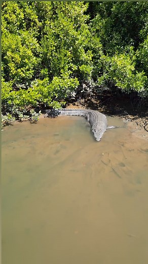 The biggest croc on one of our local rivers , a true beast! #nature #wildlife #animal | All Fishing Life