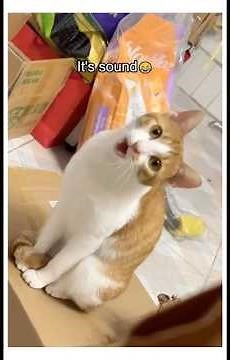 Copycat Chaos | Funny Cat Sounds & the Cutest Cats Ever