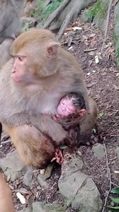 mother monkey had a hard time giving birth to her baby 💖🌿 #baby #NewsUpdate #monkey #Very #reels #Leo #newborn #cute #milkyway #crying | Monkey history 2024
