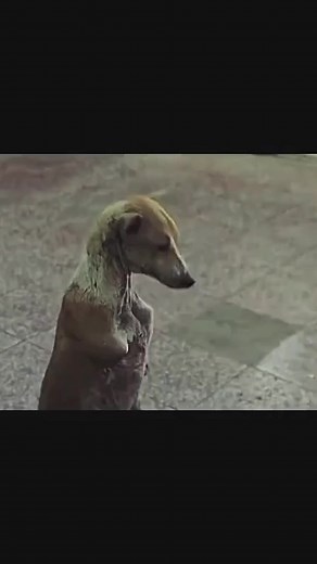 Sad Dog Videos Compilation — Heartbreaking Moments (50–60 chars)