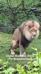This Lion's Personality Is Everything 🦁#lion #wildlife #viral #zoo#bigcats