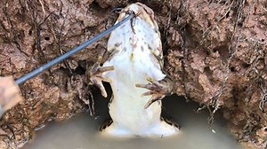 How To Catch Frog In Hole - Awesome Boys Make A Long Bamboo Frog Hook For Catching Bull Frog In Hole | AnimalsWow