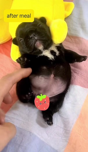 Adorable Teacup Frenchies: Cute French Bulldog Puppy Videos