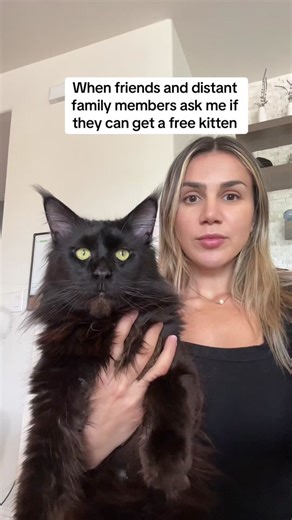 wildmane_mainecoons on TikTok