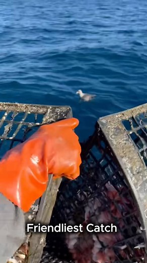 Giant Octopus Released #santacruz #friendliestcatch #captain #ocean #seamonster #fisherman #fishing #seacreature #deadliestcatch #boat #eel #wolfeel #seacreature #crab #lingcod #rockcrab #octopus #salmon #crabs #seafood #alaska #squid @davidbfish Deck Boss | Friendliest Catch