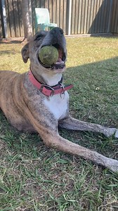 1.3K views · 102 reactions | Hey friends! My name is Harley Quinn....