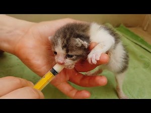 kitten crying for mom