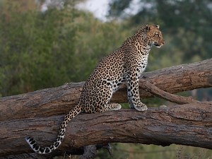 A leopards focus lies not only in its eyes, but also the gentle, rhythmic movements of its tail. The beautiful Scar female scans for a potential meal across the forest floor, while Grey go-away birds call out in alarm at her presence. | Anabezi Camp