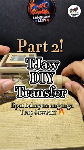 Test Tube Setup Tutorial | bagong bahay Para sa mga Trap jaw ant 📍ganito po ako mag transfer, iwan ko lang po sa iba 😁 Step by Step. Part 2 #newbie #langgam #antkeeping #ANTS #identity #atthemoment #fypreelsシ゚viralシ #Antz #nest #followersreelsfypシ゚viralシfypシ゚viralシalシ #followforfollowback #fypシ゚viralシfypシ゚viralシalシ #EducationalVlog #WoodNest #educationalcontent #Pilipinas #AntKeeping #PredatorVsPrey #antnest #viralreelschallenge #beginnerfriendly #DIYInspiration #fypchallenge #antscanada #vira
