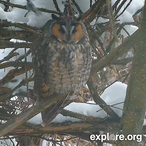44K views · 1.2K reactions | Resting owl face: I'm not scowling, I just have an angry bird eye ridge. | explore.org | Facebook