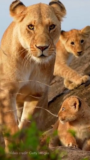 🤚 Take a scroll break and enjoy watching these wonderful animals in their natural habitats, where they belong. | World Animal Protection UK