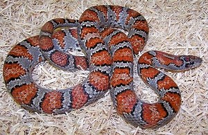 Lampropeltis mexicana - Alchetron, The Free Social Encyclopedia