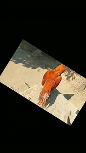 55K views · 2.6K reactions | Rokhri Asil | Asil Library | Facebook