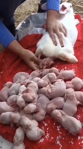 amazing | Monica - MPALI