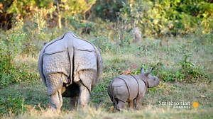 Baby Indian Rhinos are Serious Milk Guzzlers The sheer numbers involved in raising a rhino calf are staggering: a young rhino can drink up to seven gallons of milk a day – which means the mom needs up to 110 pounds of grass each day to sustain herself. | Duncan Oil