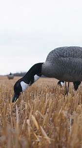 2.7K views · 44 reactions | Do you use honker or lesser decoys? . . . . . . . #fabrand #hunting #goosehunting | Final Approach Waterfowl | Facebook