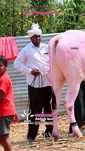 19K views · 1.4K reactions | ☎️ - 9535906314 ಅಶೋಕ್ ಹಾರೂಗೇರಿ ಅವರ ಕಿಲಾರಿ ಹೋರಿಗಳ ದಾವಣಿ .... | Killar Karnataka Shan | Facebook