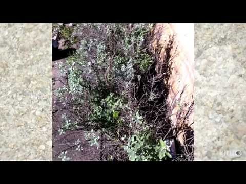 House painters pruned Texas sage to sticks, now what? |Daphne Richards