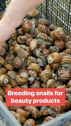 It can take up to a year for snails to reach adulthood. | Business Insider Africa