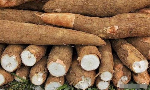 Sắn có chứa chất độc nhưng người dân châu Phi vẫn trồng với số lượng rất lớn. Không sợ ngộ độc vì ăn sắn hàng ngày sao?