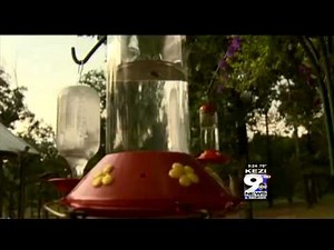 In the Garden: Plants for Hummingbirds