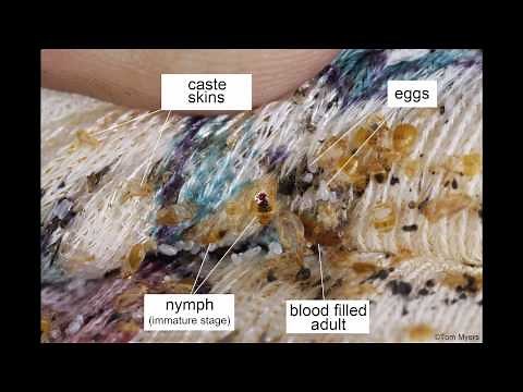 All About Bed Bugs with Professor "Bugs" Bennett and Purdue University Department of Entomology