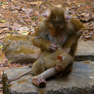 3.7K views · 207 reactions | Libby breast feeding milk baby Rainbow and nursing to sleep so well | Monkey Rainbow | Facebook