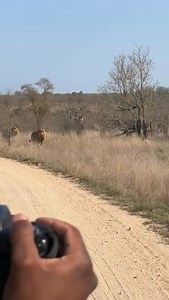 Majestic warriors on the the prowl #wild #life #nature #animals #wildlife #africa #safari | African Bush Kingdom