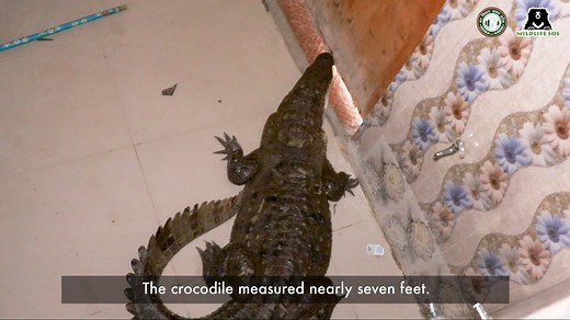 Wildlife SOS on Reels