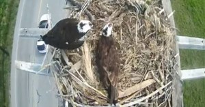Kelowna’s osprey cam is live for the summer