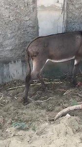 Two black donkey do something #donkeys #donkeykong #donkey #horse #beautiful #animallover #beach #travel #beachday #foryou #animals #bigdonkey #jungel #Donkey #Village #animal #animals #nature #pet #cute #wildlife #love #dog #pets #photography #cat #cats #naturephotography #instagram #photooftheday #dogs #animallovers #instagood #wildlifephotography #art #animalphotography #of #dogsofinstagram #petstagram #bird #catsofinstagram #puppy #birds #animalsofinstagram | The Pets