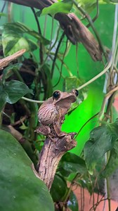 2.7K views · 85 reactions | Creature Feature: Borneo Tree Frog...