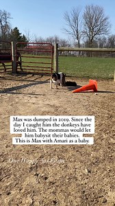 72K views · 2.3K reactions | He has been an amazing farm dog! #reels #beagle #amari #onehappyassfarm | One Happy Ass Farm | Facebook