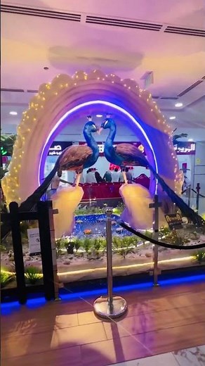 Peacock 🦚 #rainbow#cage#peacock