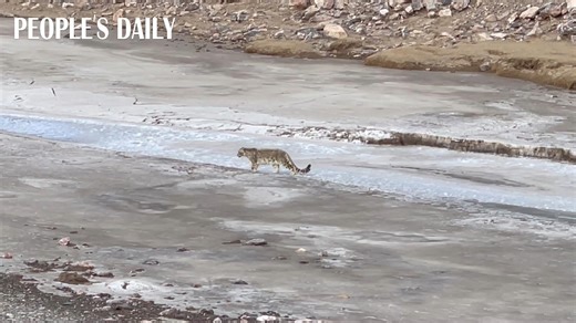 11K views · 92 reactions | An adult #snowleopard was observed descending the slopes and quenching its thirst at a conservation and management station within the Qilian Mountain National Park, northwest China's Qinghai Province. The species holds the highest level of protection in China. #biodiversity | People's Daily, China | Facebook