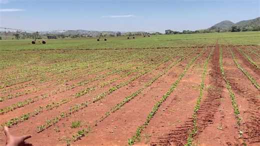 1.4K views · 66 reactions | CURRENT settings in Mazowe, Mash Central were 800ha of SC SAFARI & SC SPIKE soya beans has been established & they are DONE with soya bean planting for the 2023 summer season, today their equipment was being cleaned in preparation for next winter, contact your nearest Seed Co agronomist & buy soya bean seed TODAY, Hurry while stock lasts ‍♀️‍♂️www.seedcogroup.Com/zw … #ItStartsWithTheRightSeed | Wendy Madzura | Facebook