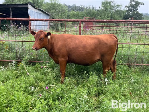 1) 2 YO Red Angus - Romosinuano Fall Bred Heifer | Livestock