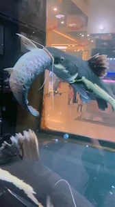 Fishy Frenzy: Catfish Eating Arwana #CatfishFeeding #ArwanaCare #AquariumHobby #FishKeeping #AquaticLife #FishEnthusiast #CichlidLovers #CatfishLovers #hewanair | AQUA VISTA