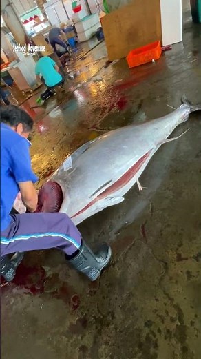 Quick method to clean giant bluefin tuna gills 🧊🐠#BluefinTuna #FishingLife #SeafoodSkills