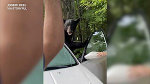 WATCH: Alaskan brown bears fishing for salmon on live webcam in Katmai National Park & Preserve