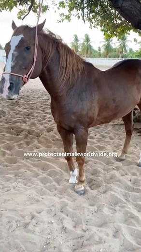 1.1K views · 15 reactions | Pampering our horses with an equine spa...