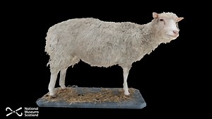 Dolly the sheep - 3D model by National Museums Scotland (@nationalmuseumsscotland)